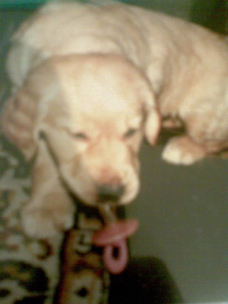 Golden retriever diesel RIP billede 2