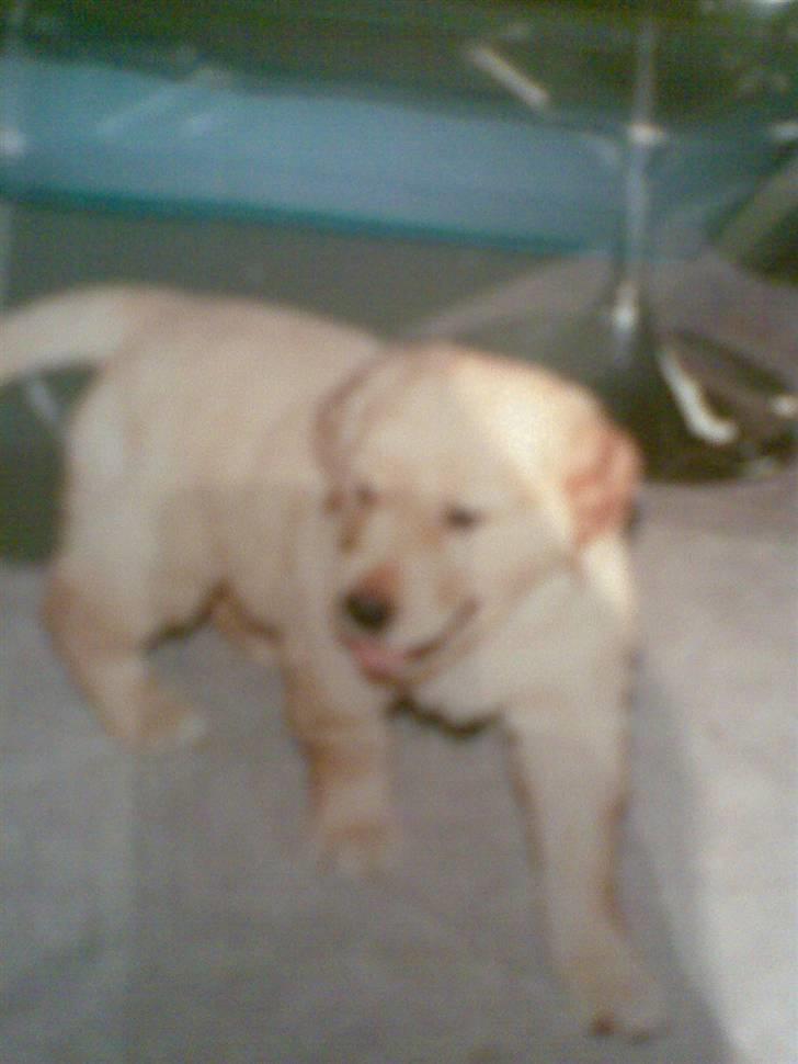 Golden retriever diesel RIP billede 3