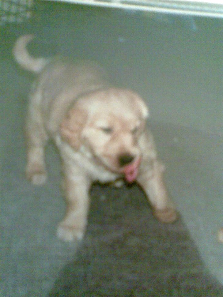 Golden retriever diesel RIP billede 4