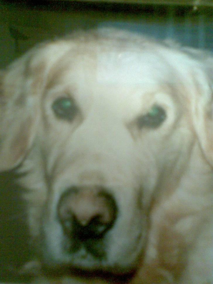 Golden retriever diesel RIP billede 5