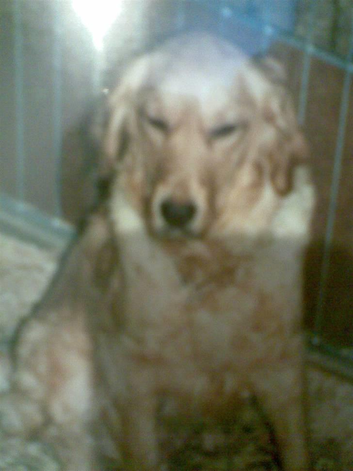 Golden retriever diesel RIP billede 6