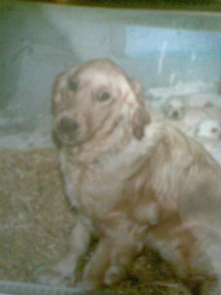 Golden retriever diesel RIP billede 7