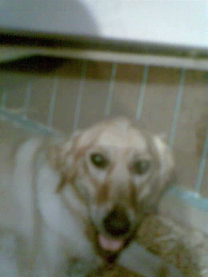 Golden retriever diesel RIP billede 8