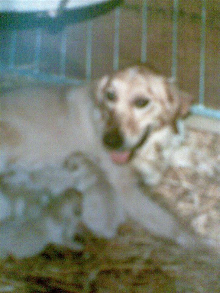 Golden retriever diesel RIP billede 9