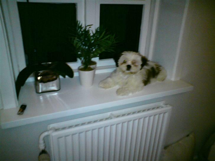 Shih tzu BUSTER billede 7