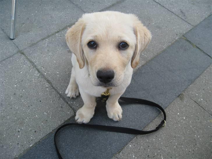 Labrador retriever Maggie billede 1