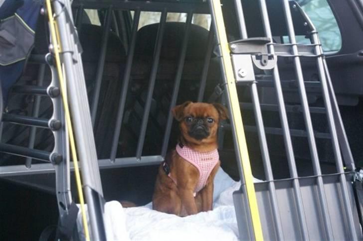 Griffon petit brabancon Cera billede 1