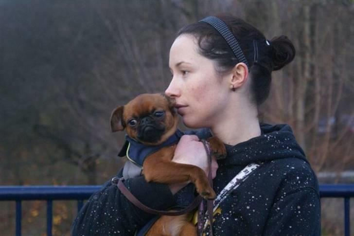 Griffon petit brabancon Cera billede 2