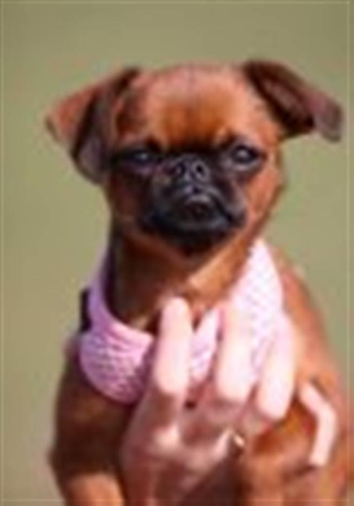 Griffon petit brabancon Cera billede 3