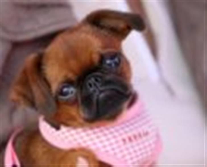 Griffon petit brabancon Cera billede 4