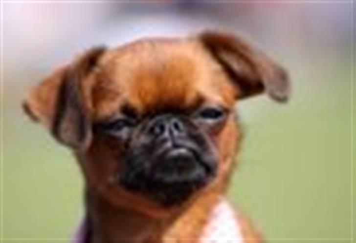 Griffon petit brabancon Cera billede 5