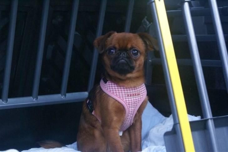 Griffon petit brabancon Cera billede 6