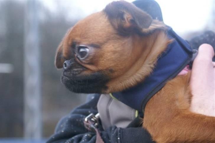 Griffon petit brabancon Cera billede 7