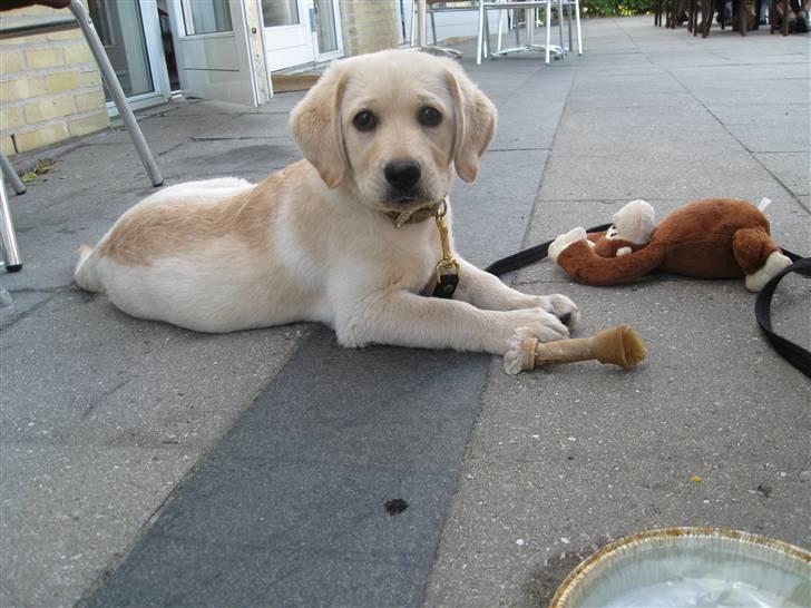 Labrador retriever Maggie billede 2