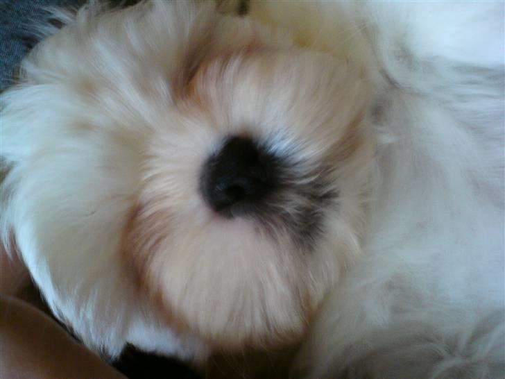 Shih tzu BUSTER - Havde lige fået min lille mus, den sov hele tiden hehe. billede 8