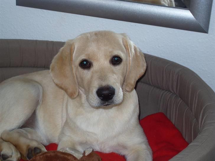 Labrador retriever Maggie billede 3