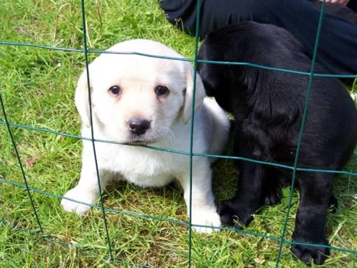 Labrador retriever Maggie - Et lille billede fra da hun var 5 uger gammel :-) billede 4