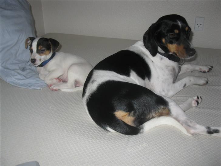 Dansk svensk gaardhund Perle - hygge i sengen med lillesøster :) billede 18