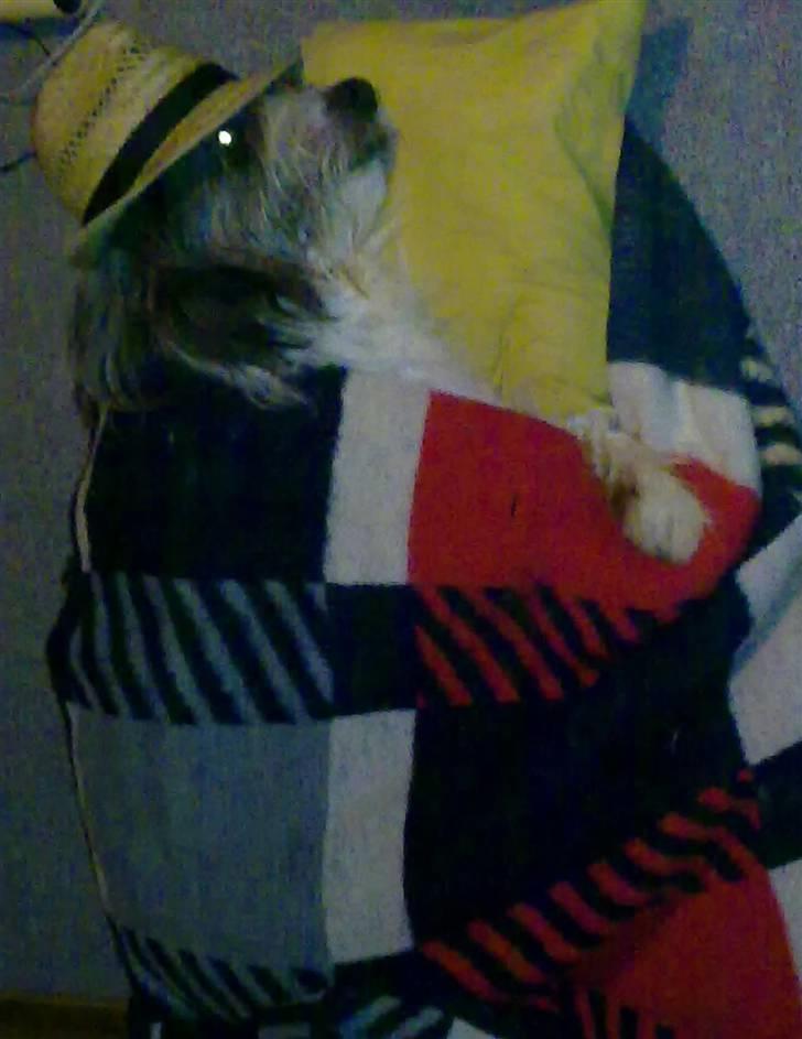 Bearded collie tok billede 12