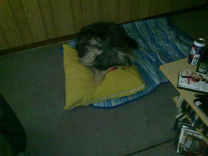 Bearded collie tok billede 13