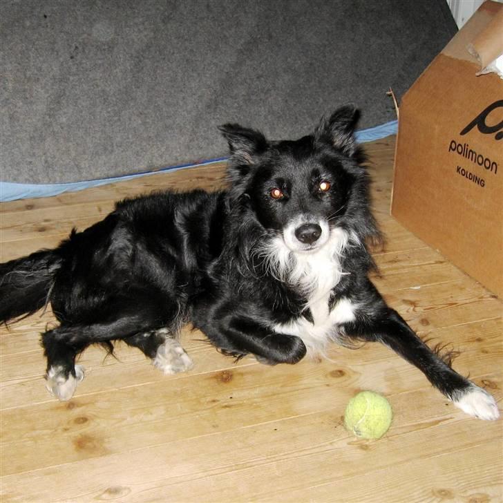 Blanding af racer Kátur billede 3