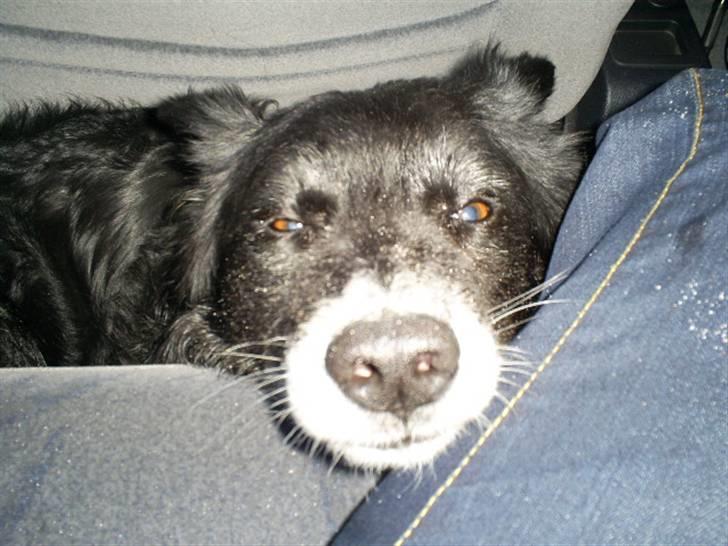Blanding af racer Kátur - En meget træt og tilsandet hund, efter en tur på stranden billede 4