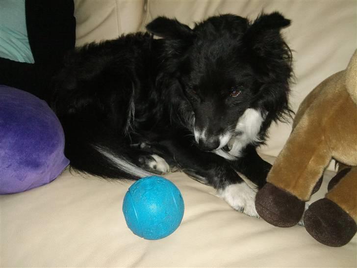 Blanding af racer Kátur billede 5