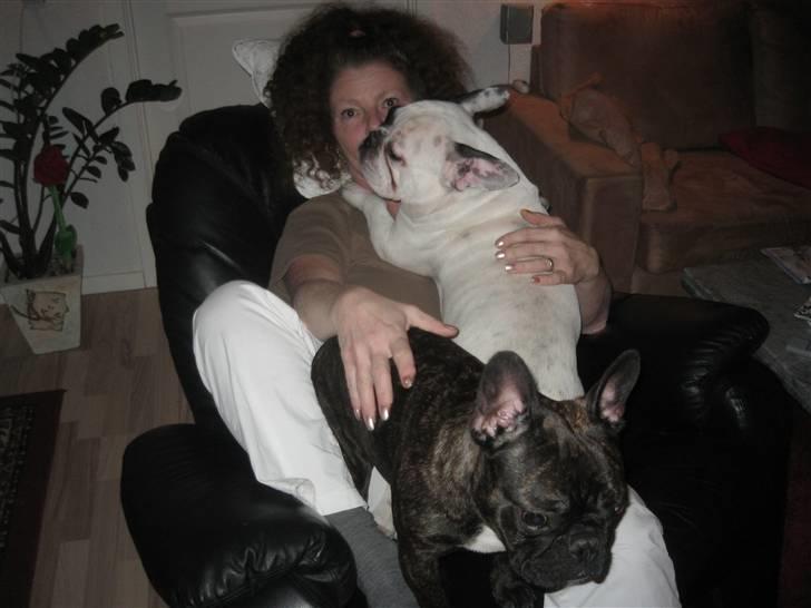 Fransk bulldog Rex - Fuld pakke :-) billede 5