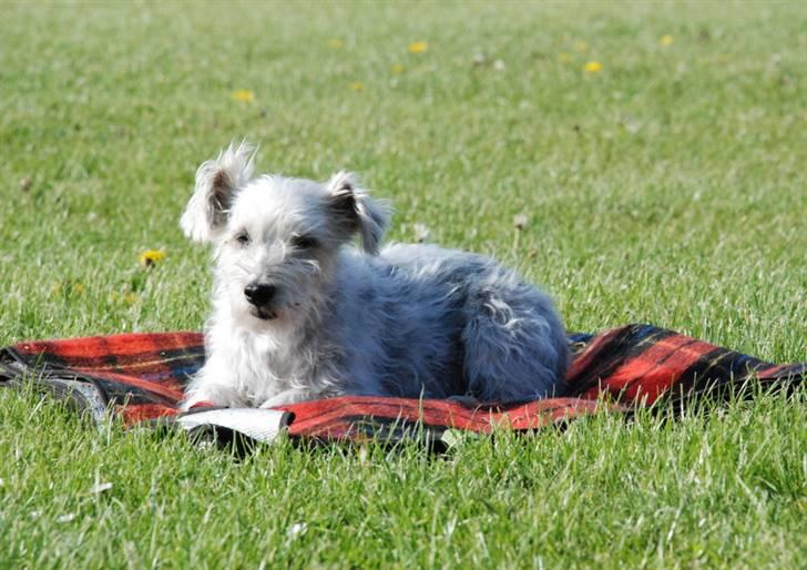 Jack russell terrier Rollo *R.I.P* billede 10