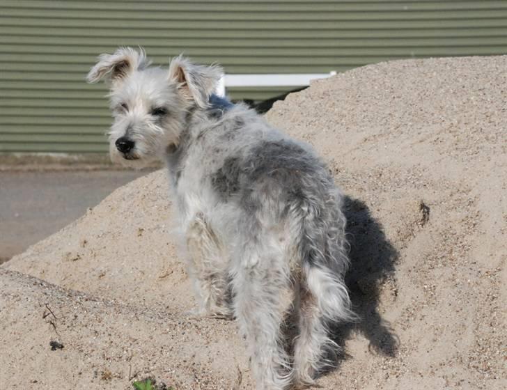 Jack russell terrier Rollo *R.I.P* billede 12