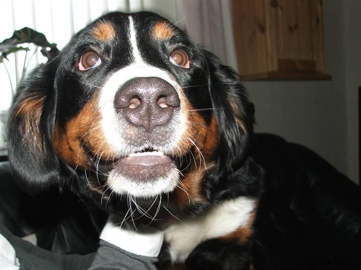 Berner sennenhund Minnie billede 13