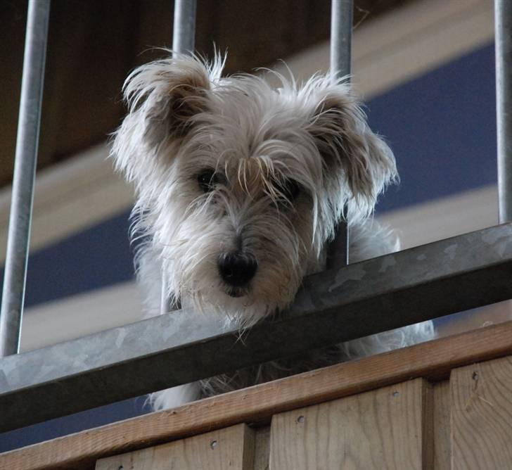 Jack russell terrier Rollo *R.I.P* billede 16