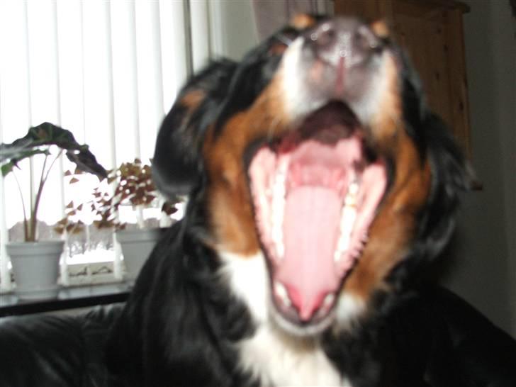 Berner sennenhund Minnie billede 14