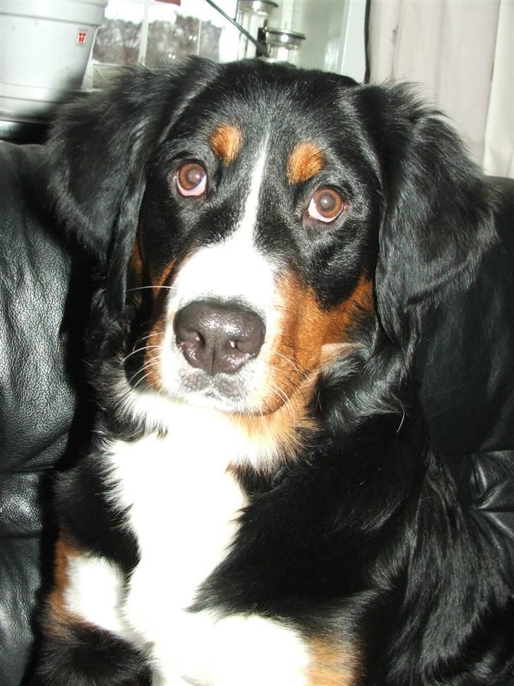 Berner sennenhund Minnie billede 15