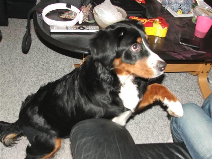 Berner sennenhund Minnie billede 16