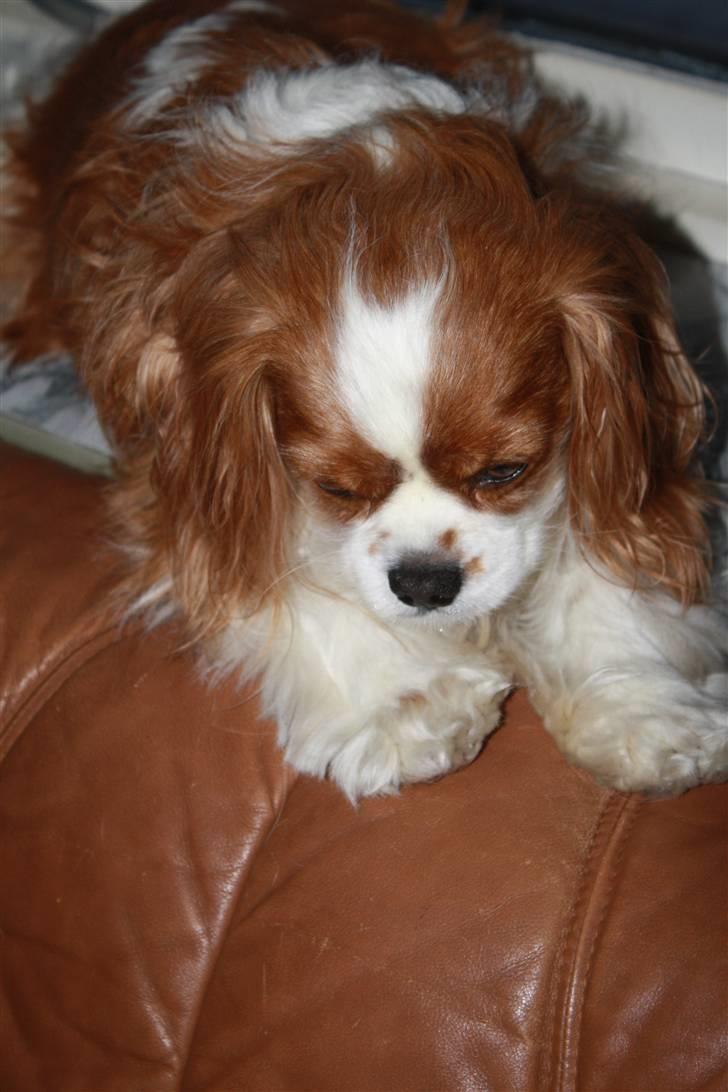 Cavalier king charles spaniel Buster R.I.P. 18/01-11 billede 17