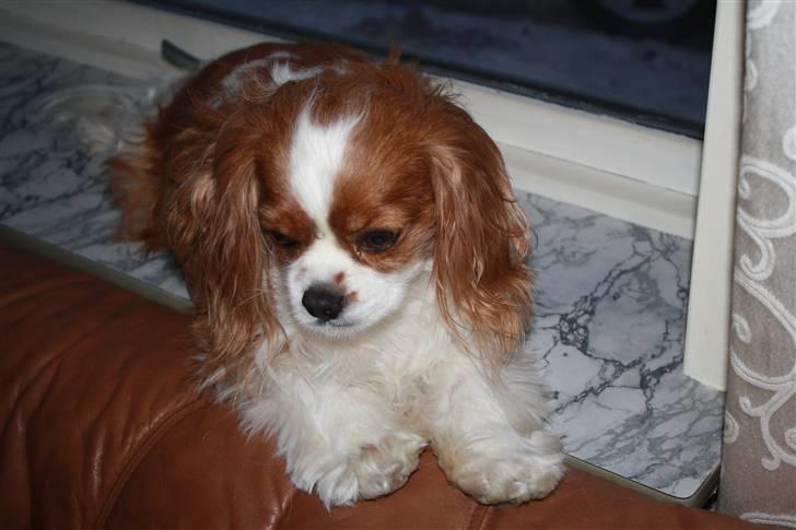 Cavalier king charles spaniel Buster R.I.P. 18/01-11 billede 18