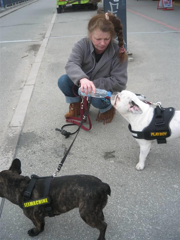 Fransk bulldog Rex - Godt at få lidt vand når vi er på tur billede 9