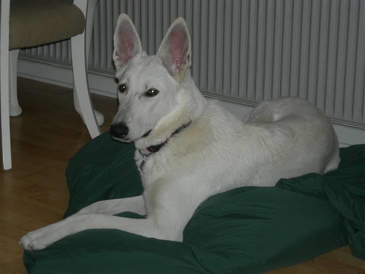 Hvid schæfer Snehvide - Så er jeg blevet et år gammel og er blevet en smuk fotogen dame billede 10