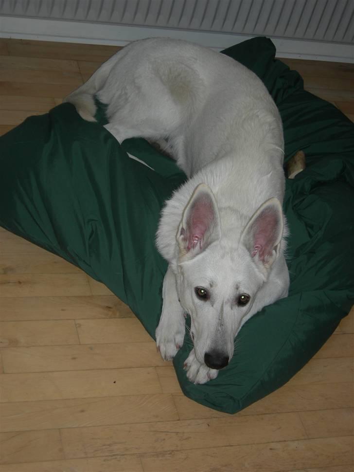 Hvid schæfer Snehvide - Tag nu det billede, mor. billede 11