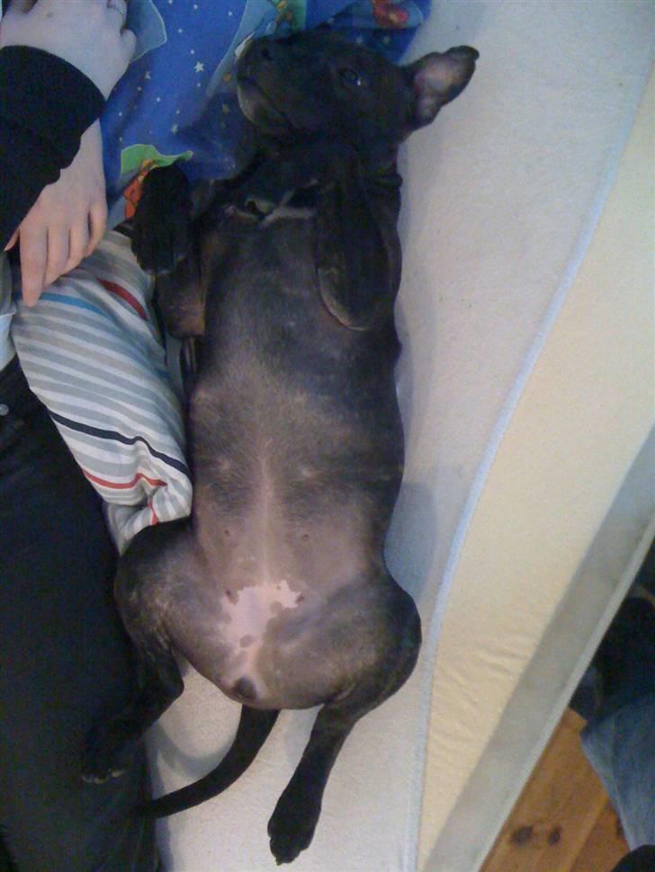 Staffordshire bull terrier Tessie - Kom Nu..!! Nus mig...!! billede 8