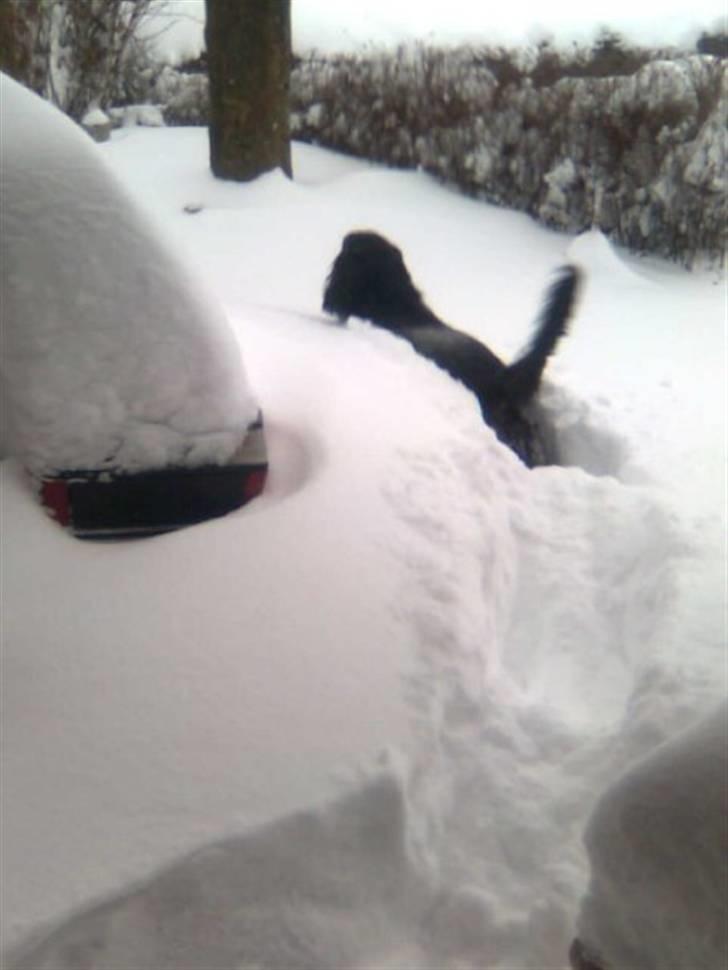 Blanding af racer Max - Max udenfor vores hoveddør efter snestormen 2010 billede 13