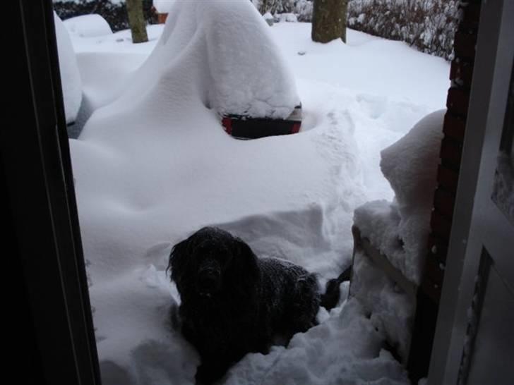 Blanding af racer Max - Det er koldt mor.. billede 14