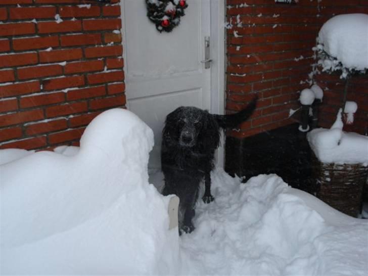 Blanding af racer Max - Sne hunden billede 15