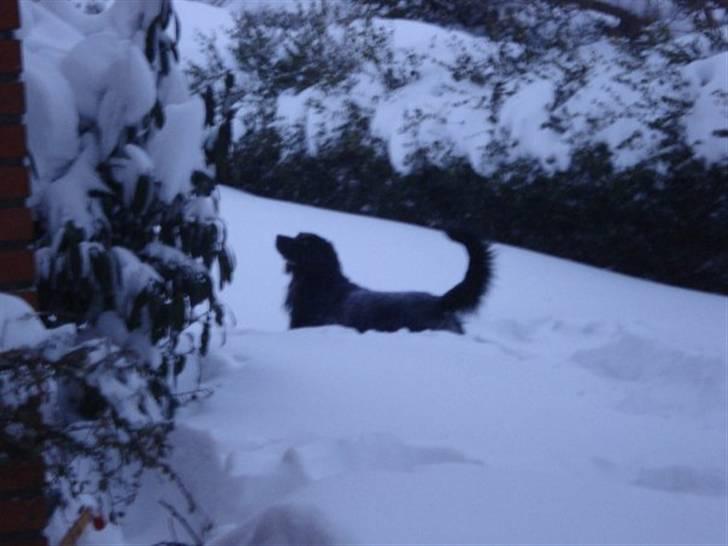 Blanding af racer Max - Der kom meget sne hos os men max hoppede lige ud i det.. billede 16