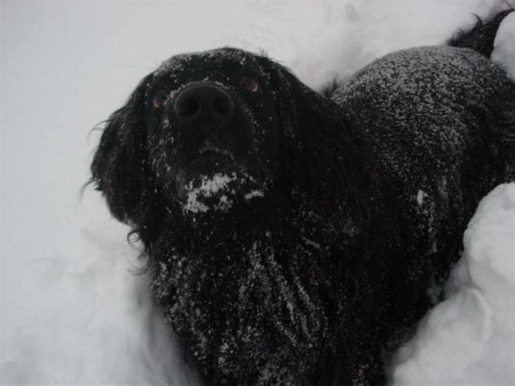 Blanding af racer Max - Kast nu jeg er klar.. billede 17