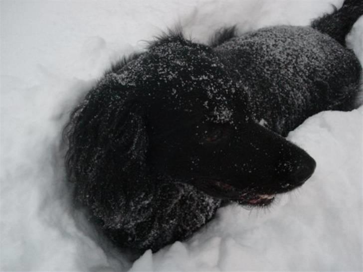 Blanding af racer Max - Hvor blev bolden af... billede 18