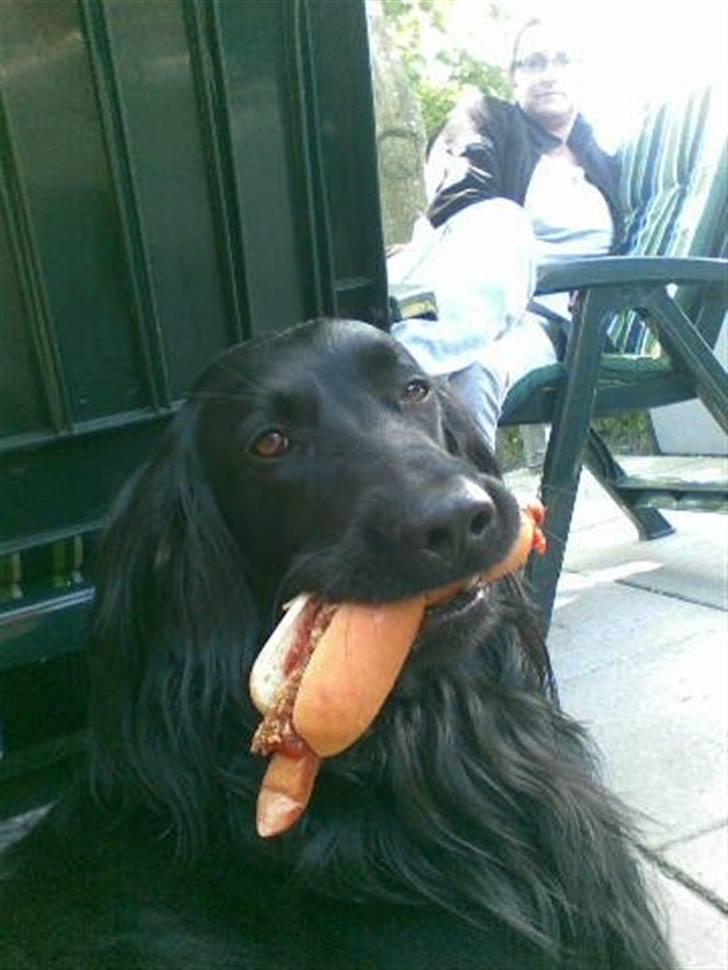 Blanding af racer Max - Hotdog hund billede 19