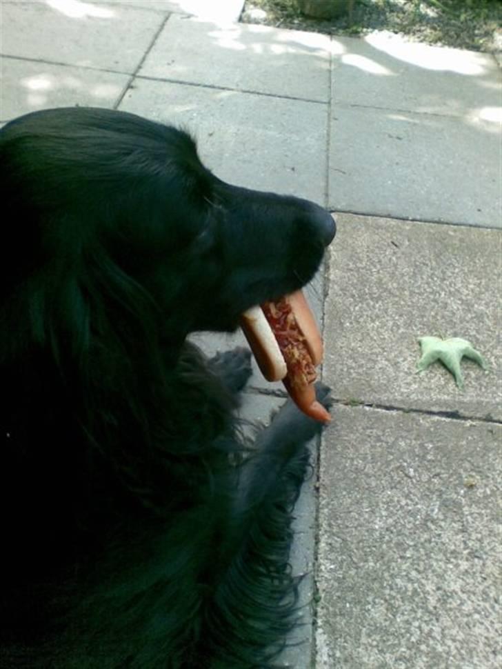 Blanding af racer Max - hotdog hund billede 20