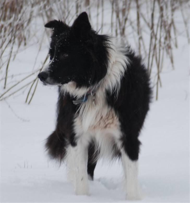 Border collie Bobby (Buffas) billede 20